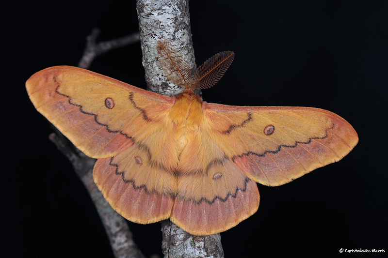 P. caecigena