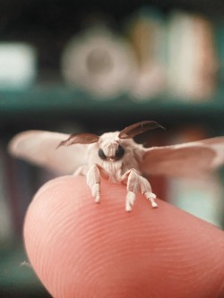 Domestic Silk Moth